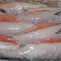 Frozen_Salmon