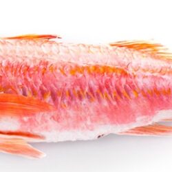 Red-Mullet-new