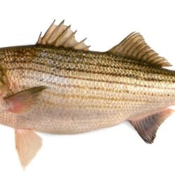 Sea-Bass