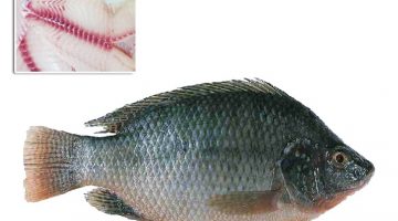 Tilapia