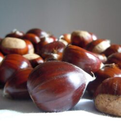 CHESTNUT-2