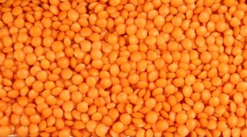 LENTILS